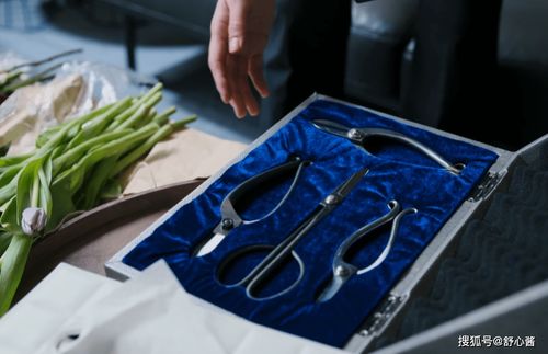 獸醫職場新篇章 孫儷新劇聚焦內娛職場劇之光與獸醫器具